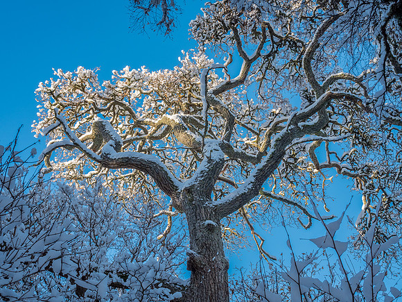 Snow in the Spotlight