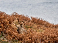 Mullardoch Stags