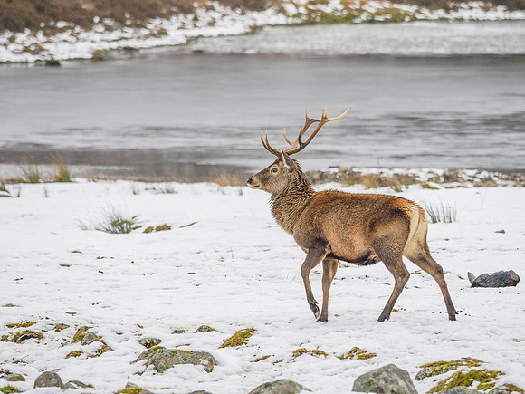 Stags and Snow