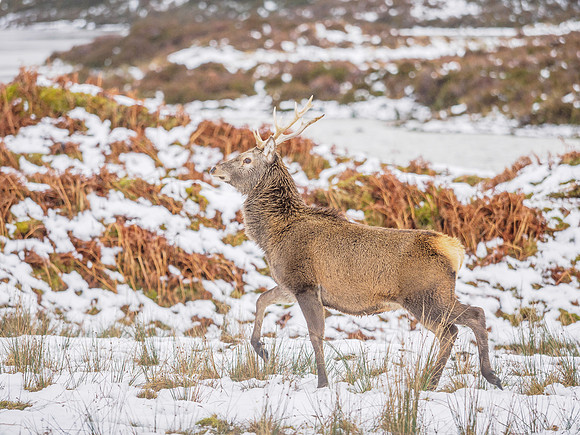Stags and Snow
