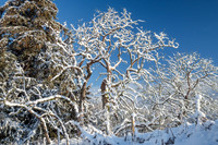 Bright Cold Day