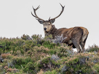 Mullardoch Stags