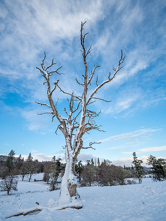 Snow Tree