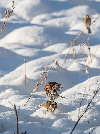 Feeding Flock