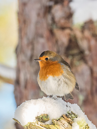 Posing Robin