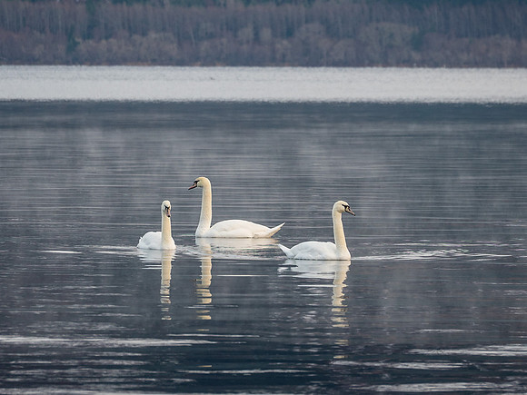 Swan Loch