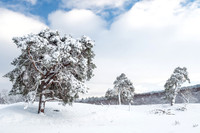 Snowy Corrimony