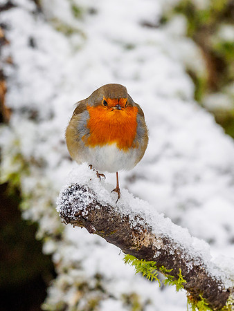 Bah Humbug!