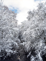 Snowy Corrimony