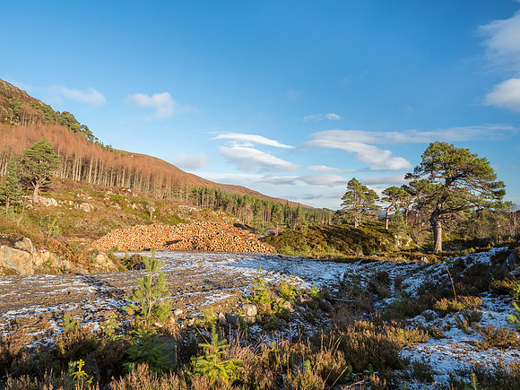 Glen Affric Trees