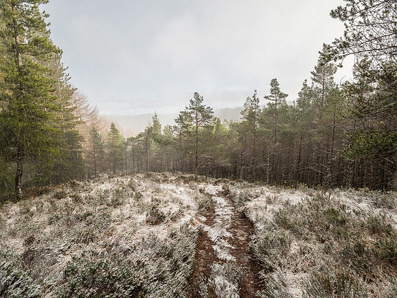 Glen Affric Snow Shower