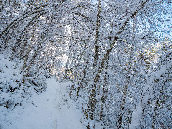 Corrimony Falls in the Snow