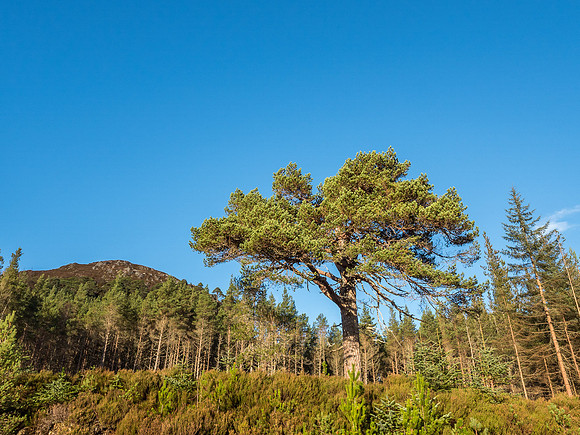 Glen Affric Trees