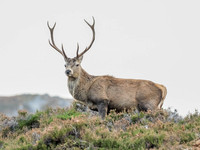 Mullardoch Stags