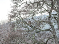 20171203-Glen Urquhart-EM527292