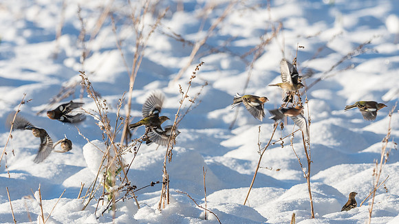 Feeding Flock