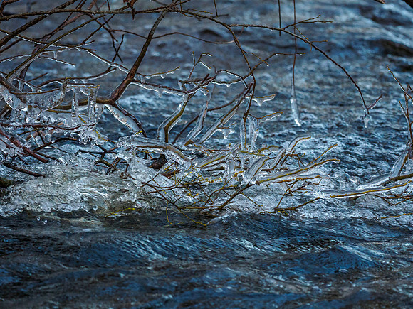 Icy Dog Walk