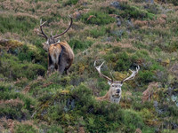 Mullardoch Stags