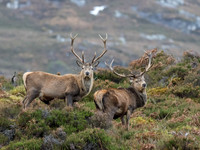 Mullardoch Stags