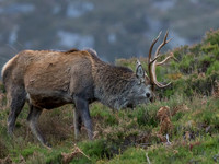 Mullardoch Stags