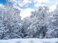 Snowy Corrimony