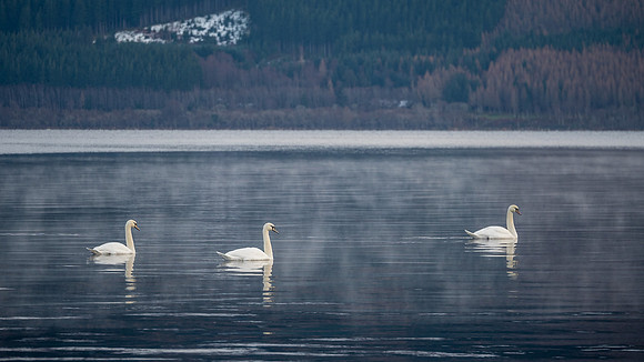 Swan Loch