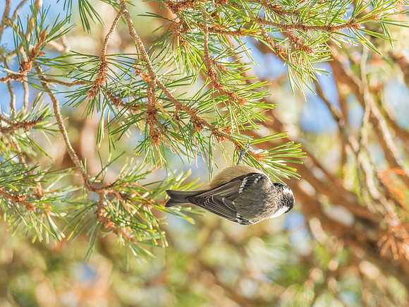 Coal Tit (Periparus ater)