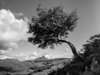 Wonky Tree B&W