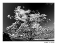 Goat Willow Mono