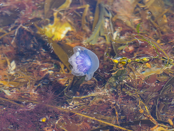 Sea Life