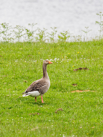 Greylag Goose