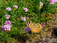 Painted Lady on Sea Pinks