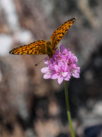 Fritillary Butterfly