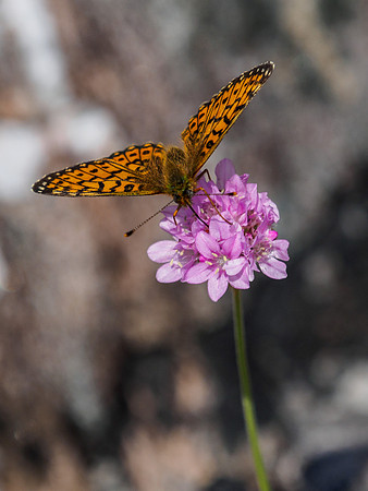 Fritillary Butterfly
