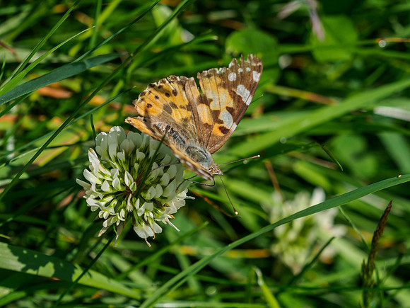Painted Lady Butterfly