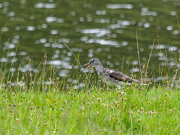 Greenshank
