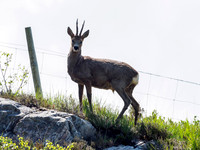 Roe Buck
