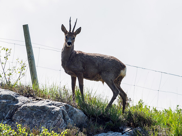 Roe Buck