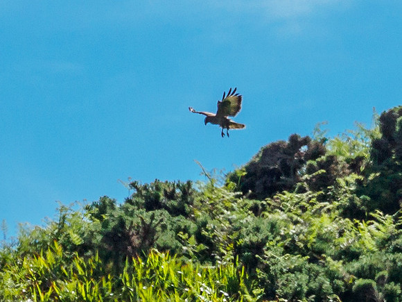 Hovering Buzzard