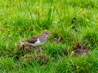 Common Sandpiper