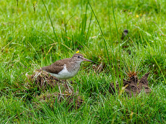 Common Sandpiper