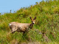 Roe Doe