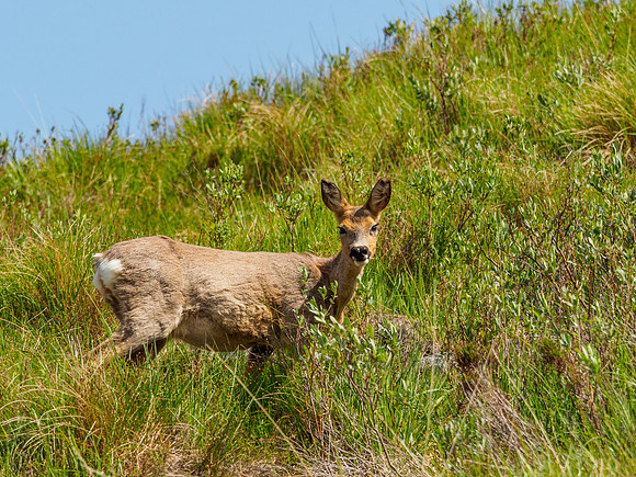 Roe Doe