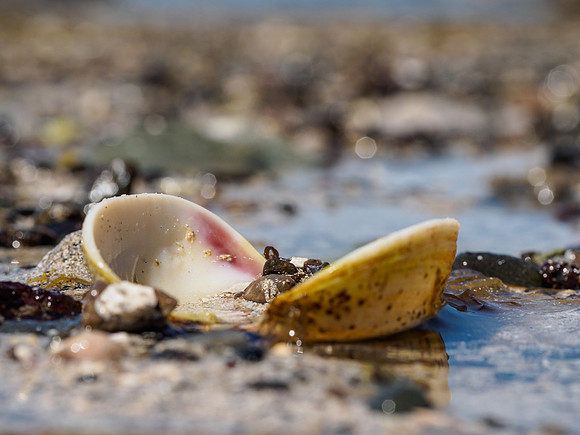 Seashell Close-up