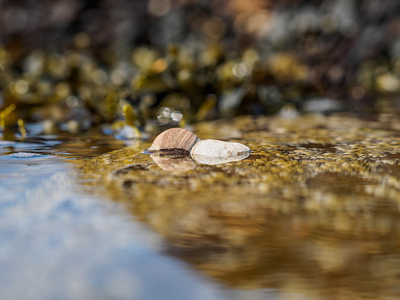 Sea Life