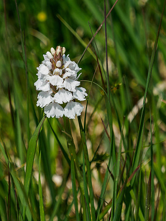 Heath Spotted Orcid