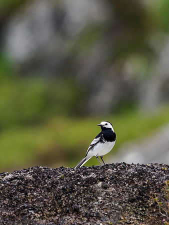 Pied Wagtail