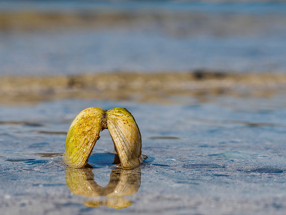 Seashell Close-up