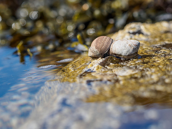 Sea Life