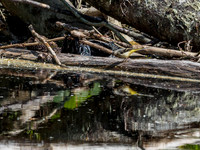 Grey Wagtail